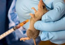 Lassa Fever Claims 177 Lives As Nigeria Records 966 Cases In 10 Months — NCDC