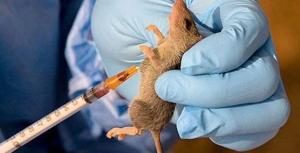 Lassa Fever Claims 177 Lives As Nigeria Records 966 Cases In 10 Months — NCDC