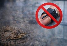 Doctor warns against tourniquet use in snakebite cases