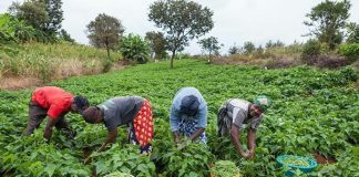 Poultry farmers seek increased financing to boost production capacity in Lagos