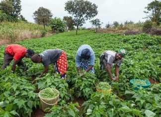 Poultry farmers seek increased financing to boost production capacity in Lagos