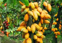 AFAN calls for urgent revival of Nigeria’s cocoa sector