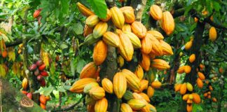 AFAN calls for urgent revival of Nigeria’s cocoa sector