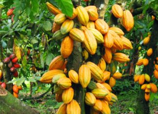 AFAN calls for urgent revival of Nigeria’s cocoa sector
