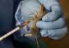 Same rodent, different danger: How lassa fever and hantavirus differ