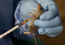 Same rodent, different danger: How lassa fever and hantavirus differ