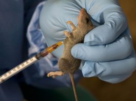 Same rodent, different danger: How lassa fever and hantavirus differ