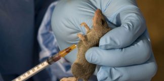 Same rodent, different danger: How lassa fever and hantavirus differ
