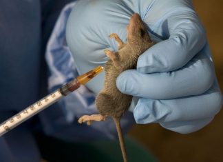 Same rodent, different danger: How lassa fever and hantavirus differ