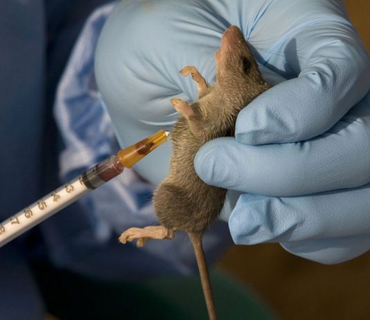 Same rodent, different danger: How lassa fever and hantavirus differ