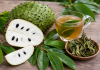 Health expert warns against excessive use of soursop leaves