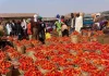Traders and residents voice concern over rising prices of tomatoes and pepper