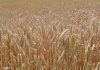 Global food prices rise for third consecutive month on higher vegetable oil costs