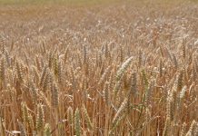 Global food prices rise for third consecutive month on higher vegetable oil costs