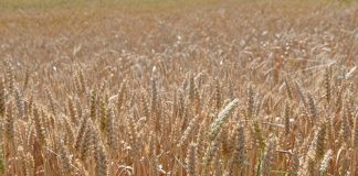 Global food prices rise for third consecutive month on higher vegetable oil costs