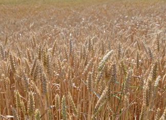 Global food prices rise for third consecutive month on higher vegetable oil costs