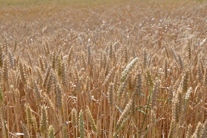 SERBIA. 2025. Wheat field