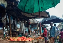Persistent rainfall, flooding drive tomato shortage, price surge in Anambra