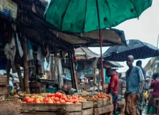 Persistent rainfall, flooding drive tomato shortage, price surge in Anambra