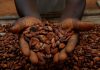 Cocoa hits 24-week high as heavy rains in West Africa fuel supply concerns