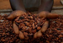 Cocoa hits 24-week high as heavy rains in West Africa fuel supply concerns