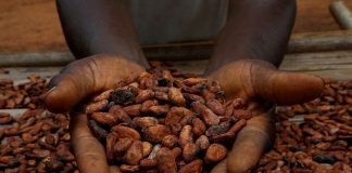 Cocoa hits 24-week high as heavy rains in West Africa fuel supply concerns