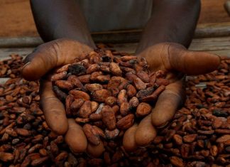 Cocoa hits 24-week high as heavy rains in West Africa fuel supply concerns