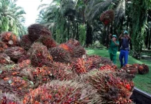 Okomu Oil H1 pre-tax profit declines 12% to N59bn as revenue weakens, costs rise