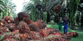 Okomu Oil H1 pre-tax profit declines 12% to N59bn as revenue weakens, costs rise