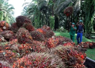 Okomu Oil H1 pre-tax profit declines 12% to N59bn as revenue weakens, costs rise