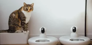China’s smart pet care market expands on AI demand