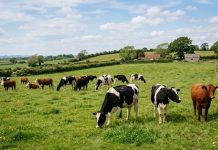 France reports world’s first human case of shamonda virus