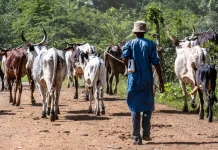 Fulani leaders demand ranches, 30% agricultural budget for livestock sector