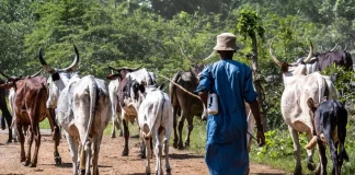 Fulani leaders demand ranches, 30% agricultural budget for livestock sector