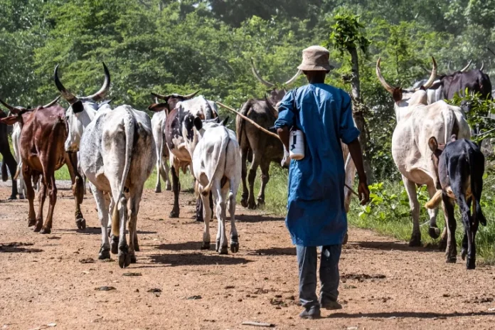 Fulani_Togo_1785544439-768x512